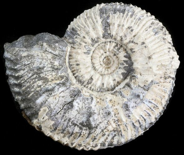 Wide Kosmoceras Ammonite - England #42639